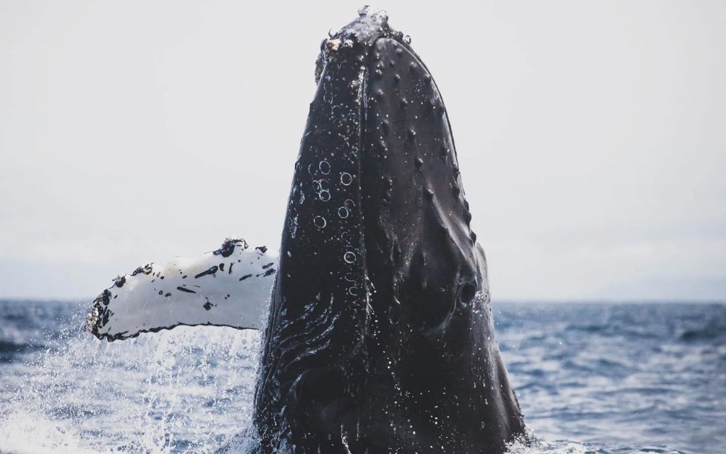 Whales under attack