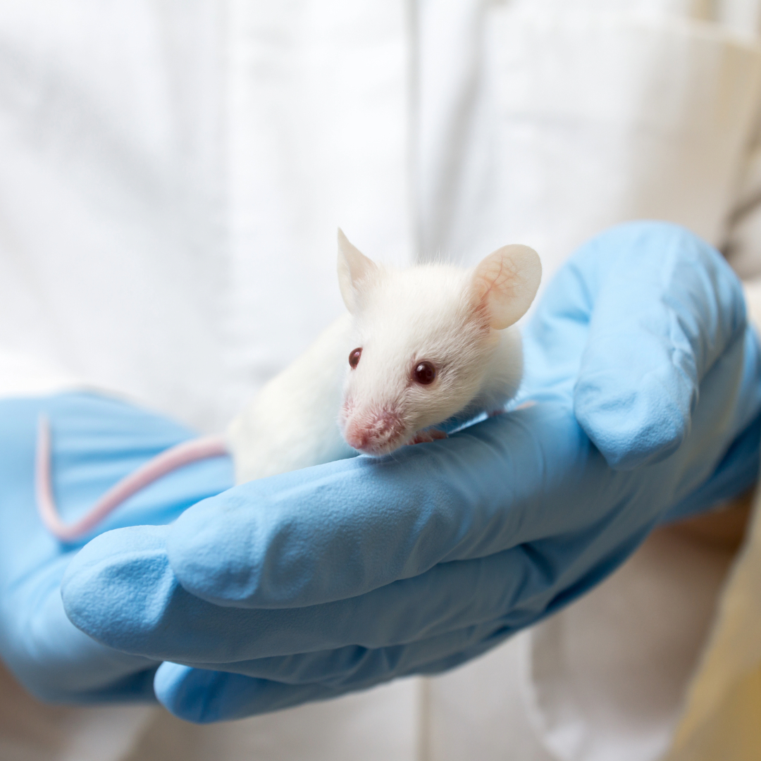 Mouse in laboratory test for microplastics